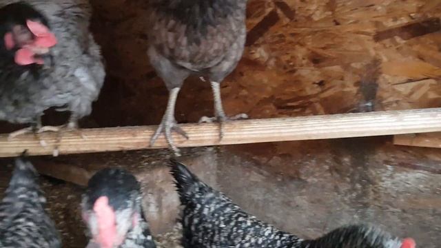 Кормим куриц доминантов пророщенным зерном, луком и чесноком смотреть онлайн