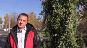 Лучший обзор Горец бальджуанский, самая быстрорастущая лиана, осенний медонос.