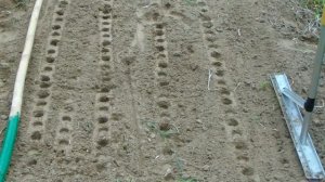 Сажаем лук севок с помощью маркера.