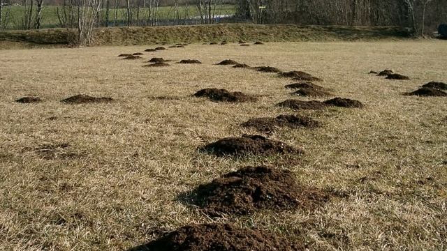 Как избавиться от мышей за один раз смотреть онлайн