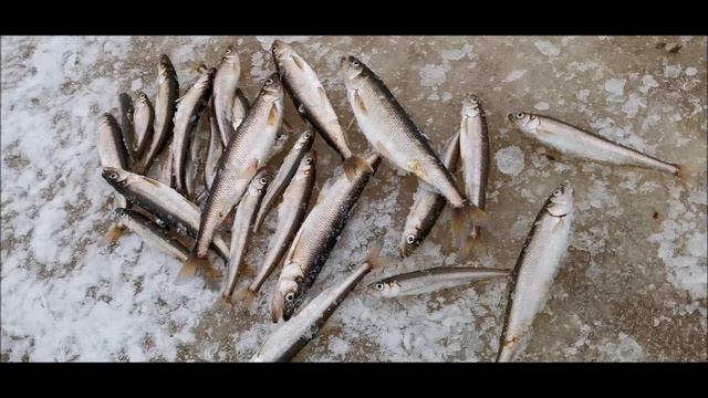 Снега нет давай рыбалку!!! смотреть онлайн