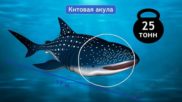 Акулы: пугают или завораживают | Познавательное видео смотреть онлайн