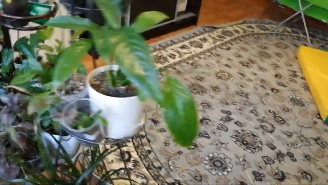 Комнатные растения. Обзор за май смотреть онлайн