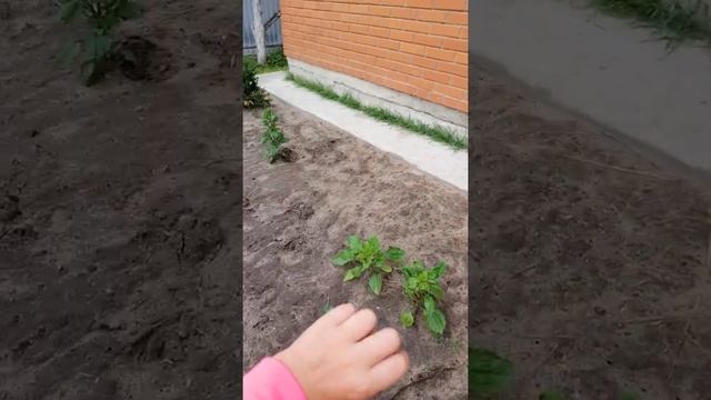 Vlog room tur на даче Макс and Keri смотреть онлайн