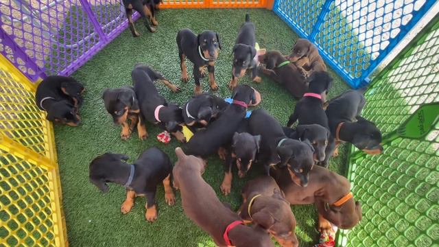 Doberman puppy Litter смотреть онлайн