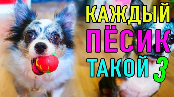 Каждый песик такой 3: ничего не по плану, всё по веселью! 🐾😅