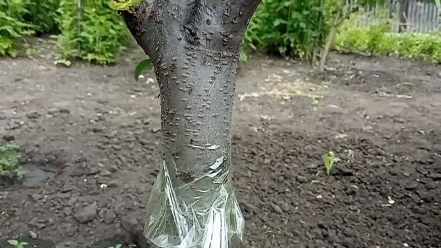 Обычный СКОТЧ ПРОТИВ МУРАВЬЁВ смотреть онлайн