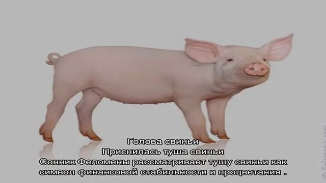 «Сонник Свинья приснилась, к чему снится во сне Свинья» смотреть онлайн
