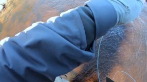 Ловля СЕМГИ в начале сезона р. ЙОКАНЬГА. Лососи по 15кг. Снасть, мушки, поиск рыбы, тактика ловли.