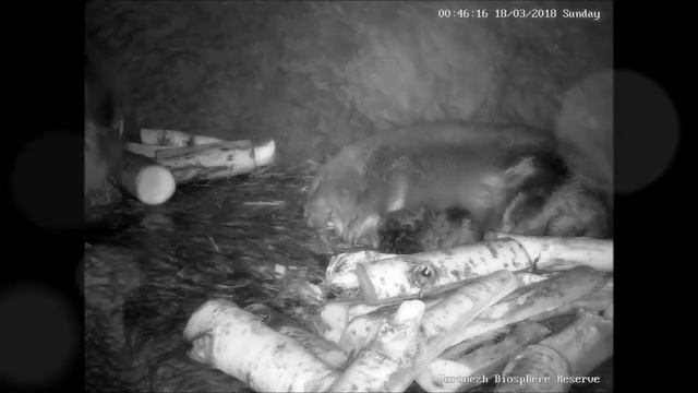 Воронежский заповедник Бобрята смотреть онлайн