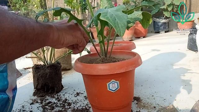 জারবেরা গাছের পরিচর্যা ও টব প্রতিস্থাপন | জারবেরা গাছের টব প্রতিস্থাপন | Gerbera Plant Care смотреть онлайн