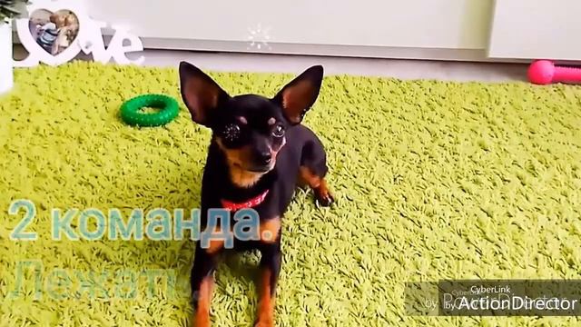 Марин Dog Blog/ Команды которые я умею выполнять. смотреть онлайн