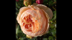 РОЗЫ Филинг БОИНГ Керио