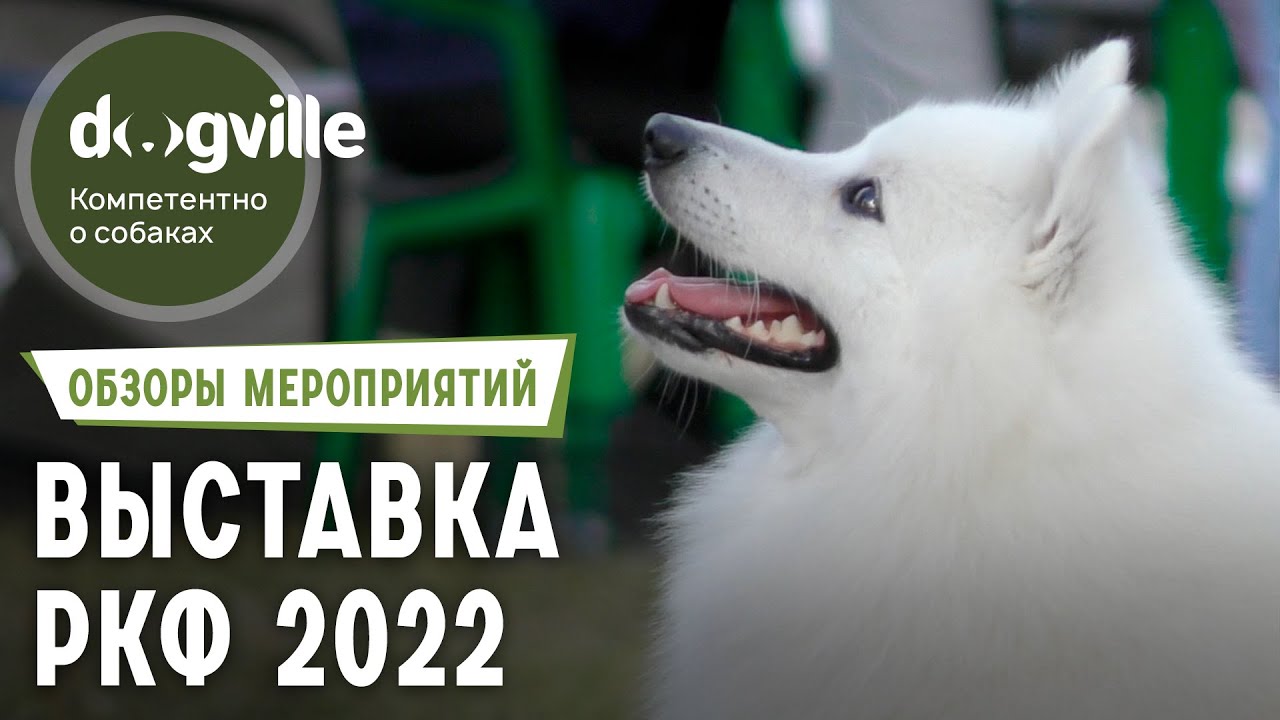 Выставка собак всех пород РКФ - Краткий обзор смотреть онлайн