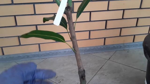 манго из Таиланда, как адаптировать смотреть онлайн