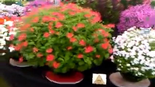 Pelargoniums from Fir Trees Pelargoniums at Hampton Court Flower Show 2010 смотреть онлайн