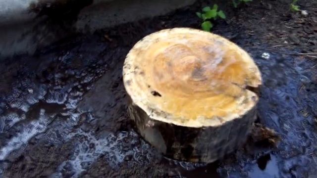 Как вырастить грибы вешенки на даче на пнях смотреть онлайн