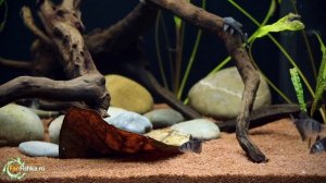 Все о тернеция: содержание, совместимость, уход, виды, разведение