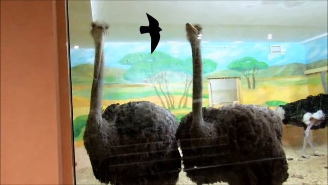 Кенгуру с малышом в сумке и страус. 17.12.20 г. смотреть онлайн