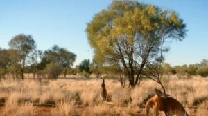 The 10 Biggest Animals In The World