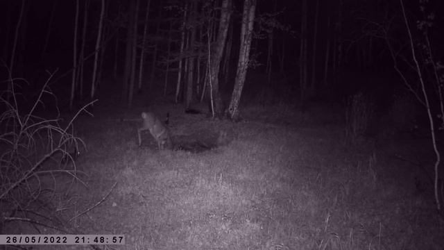 БОЛЬШОЙ ГУРАН ПРОТИВ ЗАЙЦА БЕЛЯКА НА СОЛОНЦЕ смотреть онлайн