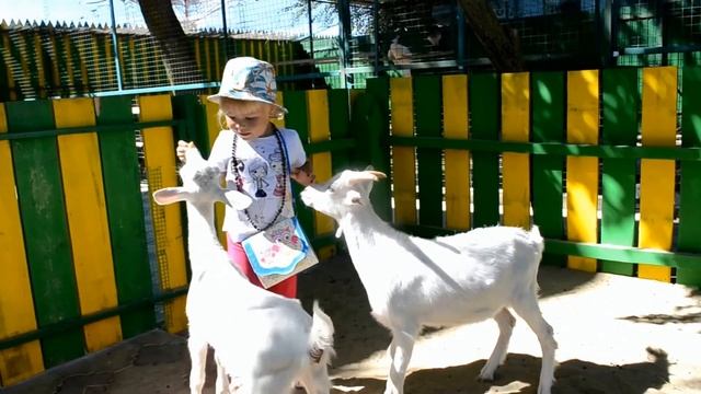 Кормим дикобраза обжору в контактном зоопарке на Азовском море смотреть онлайн