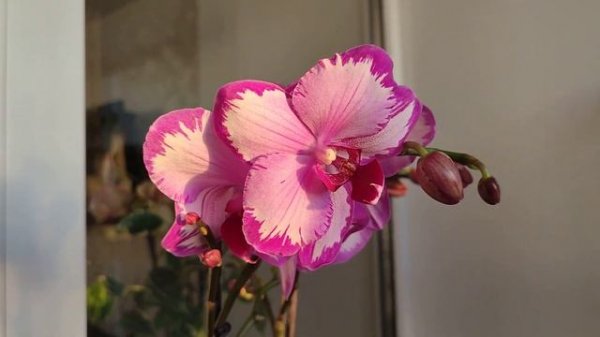 УМОПОМРАЧИТЕЛЬНАЯ ОРХИДЕЯ ФАЛЕНОПСИС TOSHI/ТОШИ