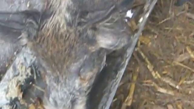 Поросята гибриды. Смесь дикого хряка и домашней свиньи. смотреть онлайн