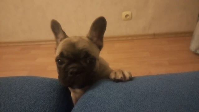 Чудовище просится на диван смотреть онлайн