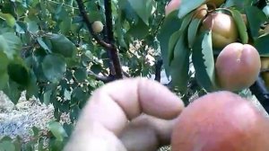 Абрикос. Сорт Харкот. 06.07.17