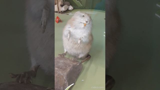 чучела животных 11.mp4