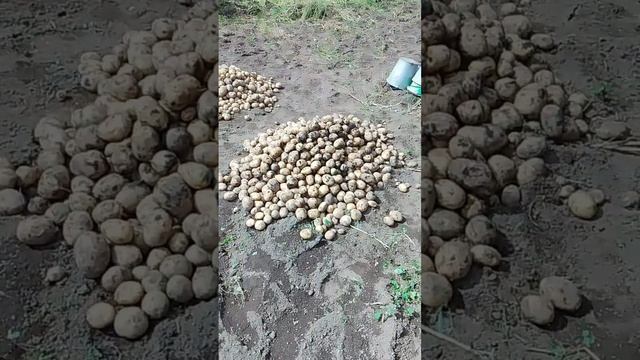ох опять помидоры! ну и конечно картошка, куда же без неё смотреть онлайн