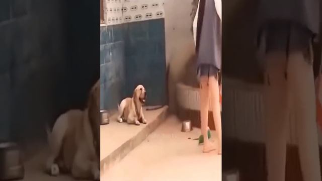 New Funny Videos 2022 ? Cutest Cats and Dogs ?? Part33 смотреть онлайн