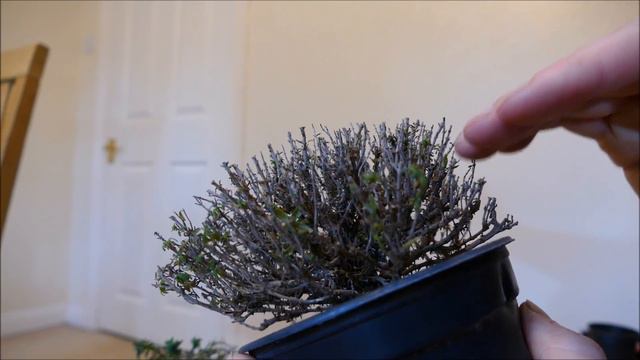 Making A Thyme Plant Into A Bonsai смотреть онлайн