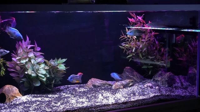 Using Our Aquarium Lights to MAXIMIZE FISH COLOR смотреть онлайн