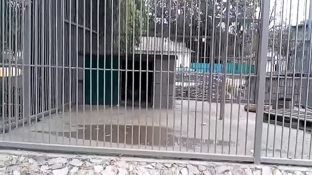 АЛТАЙЧИК МУЧАЕТСЯ ОТ ЖАРЫ смотреть онлайн