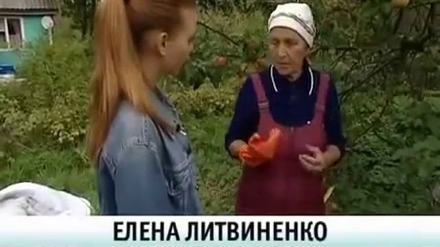 Как привить яблоню весной смотреть онлайн