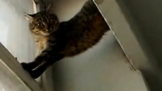 Странный кот 2014 ) смотреть онлайн