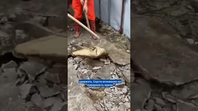 Крокодилы живущие под асфальтом смотреть онлайн