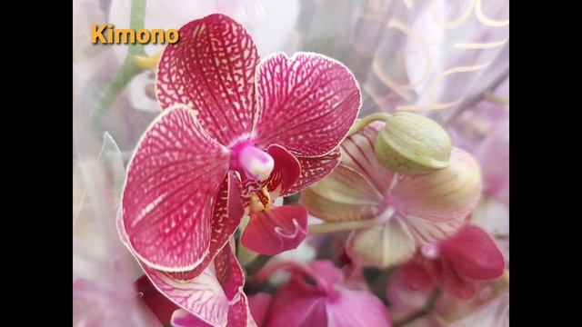 Обзор орхидей в Novus 18.06.21г., Киев бул. Дружбы Народов смотреть онлайн