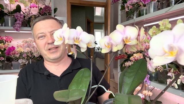 продавцы орхидей СКРЫВАЮТ гнилые корни орхидеи / орхидеи 6 месяцев в тёмных горшках и с КАЛИЕМ смотреть онлайн