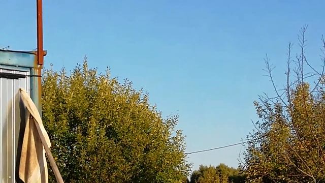 ЛОВИТ ТЕТЕРЕВЯТНИК ДОМАШНИХ ГОЛУБЕЙ ЧТО ДЕЛАТЬ ?! смотреть онлайн