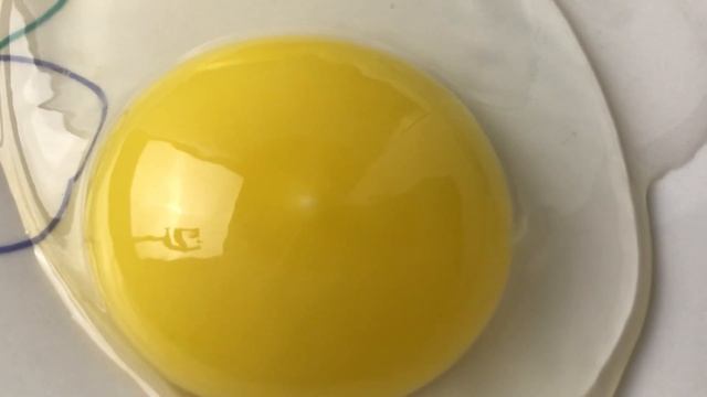 Как определить оплод яйца до инкубации ? Оплодотворённые и неоплодотворенные яйца / Мускусные утки смотреть онлайн