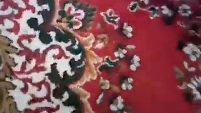 Попугай Филя гуляет по комнате смотреть онлайн
