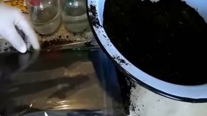 2 способа выращивания статицы на рассаду