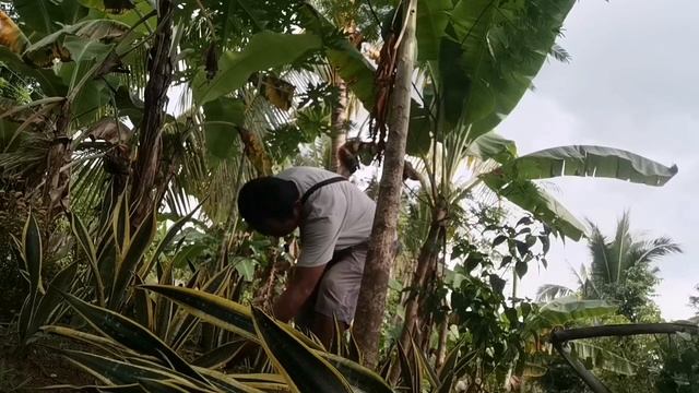 Black Gold Extreme #sansevieria #sansevierialover #sansevieriahunter #sansevieriacollector