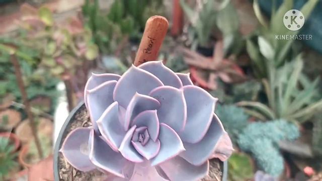 Echeverias, Cosas Que Debes Saber
