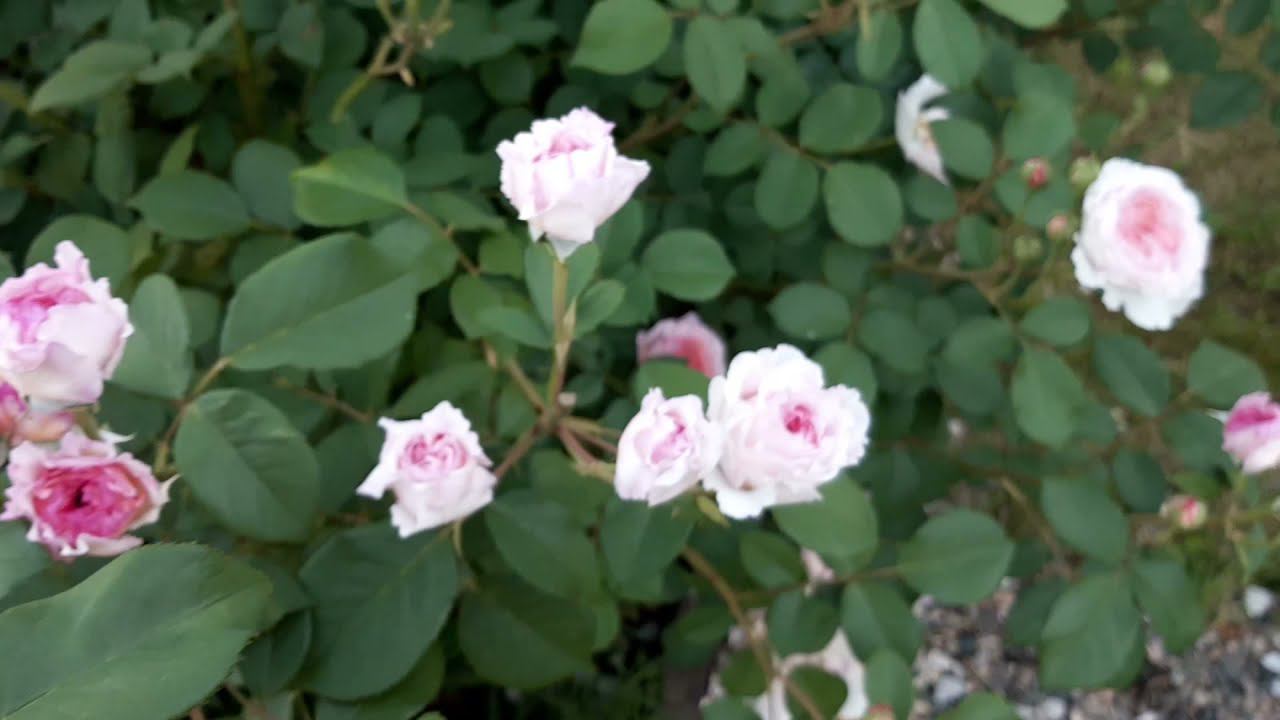 12 06 2022 Цветет Розоман Жанон и Джеймс Гелвей смотреть онлайн