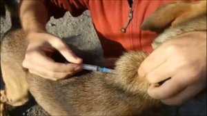 КАК СДЕЛАТЬ УКОЛ СОБАКЕ ПОДКОЖНО В ХОЛКУ