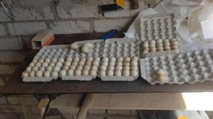 Закладываю яйца кекликов  в инкубатор